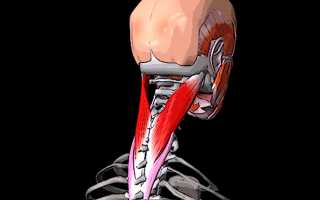 Если болят мышцы шеи и голова