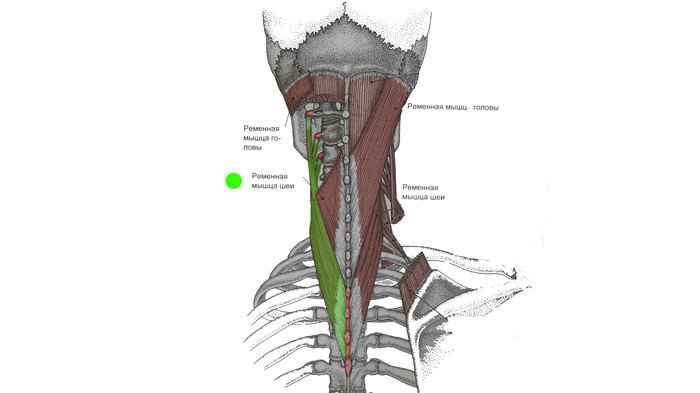 ÁÎËÈÒ ÃÎËÎÂÀ È ØÅß: ðåìåííàÿ ìûøöà ãîëîâû è øåè Çäîðîâüå, Ìåäèöèíà, Ìàññàæ, Àíàòîìèÿ, Âèäåî, Ãèôêà, Äëèííîïîñò