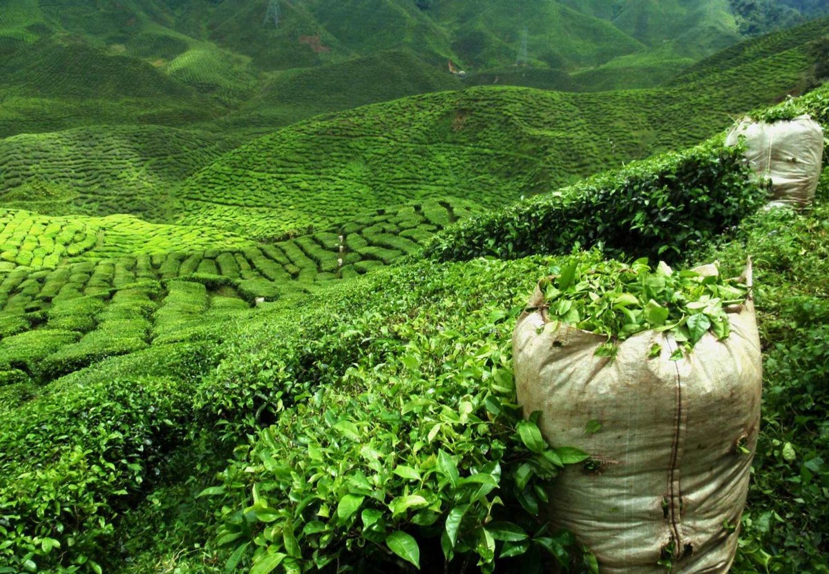 Чайная Гавань