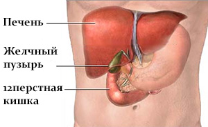 Печень, желчный пузырь, двенадцатиперстная кишка