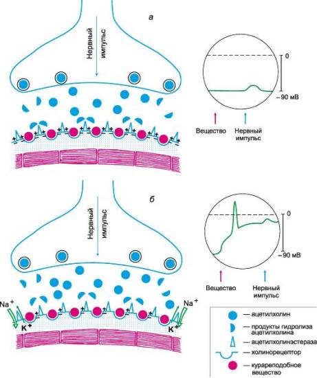 Действие миорелаксантов на синапс