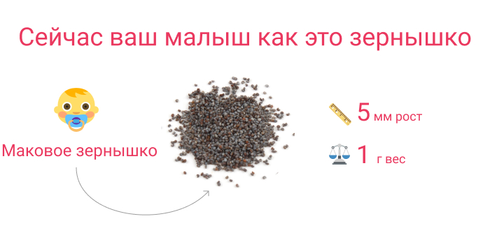 малыш на 5 неделе беременности