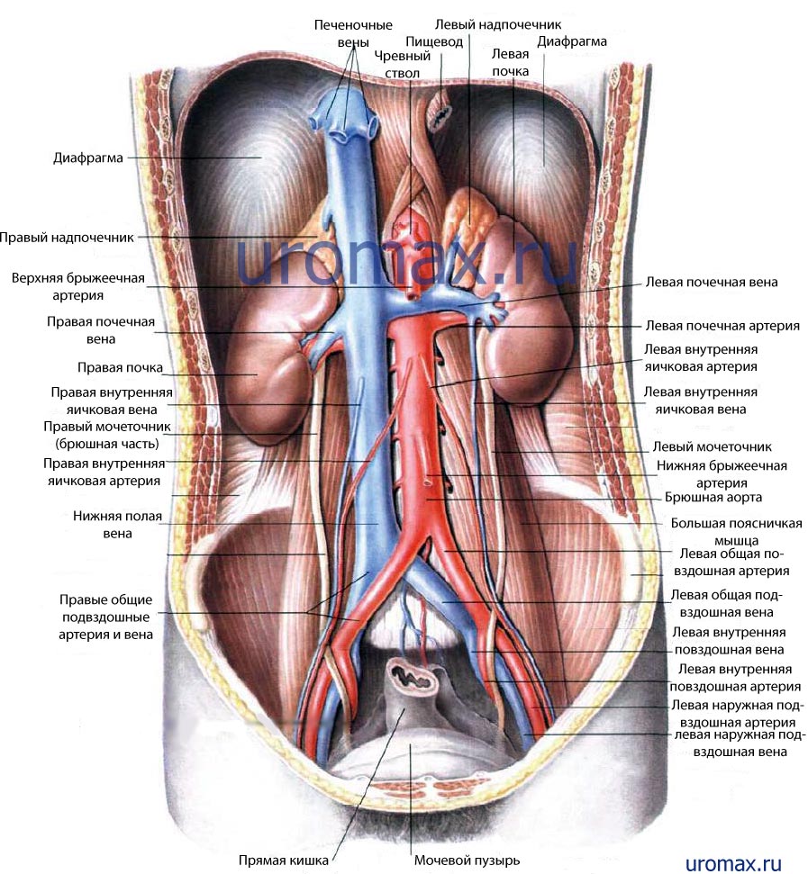 что такое урологический пл что такое урологический пл