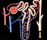 Фуросемид-зависимая почка Фуросемид-зависимая почка