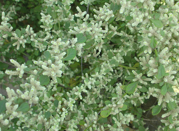 Эрва шерстистая при камнях в почках