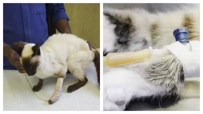 почечная недостаточность у кошек