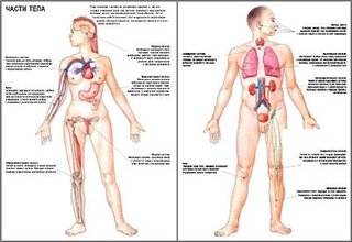 Строение мочевыделительной системы человека и ее функции