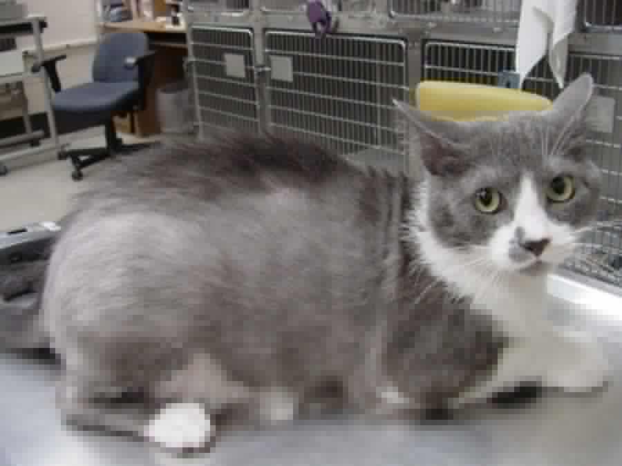 - Опять заболел!..