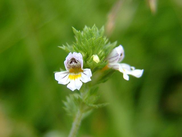 Урологический сбор побочные эффекты